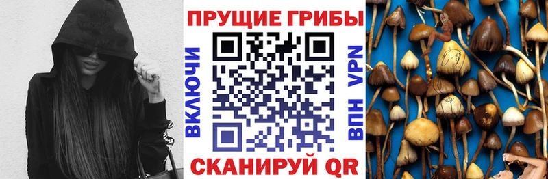 Купить  Топки  Галлюциногенные грибы Psilocybe 